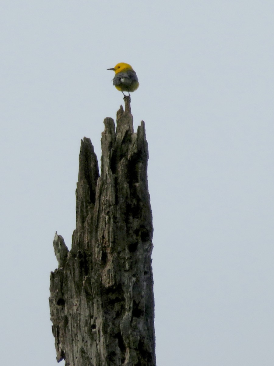 Prothonotary Warbler - ML450335781
