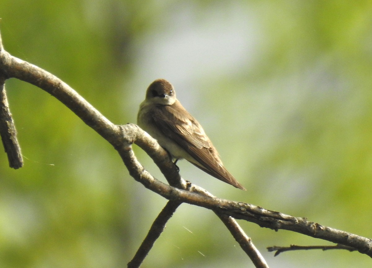 Northern Rough-winged Swallow - ML450337151