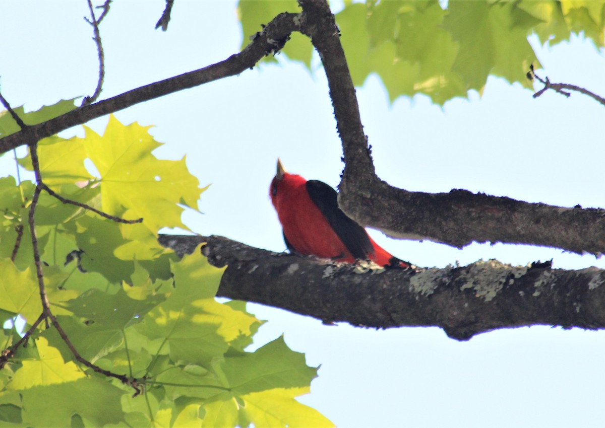 Scarlet Tanager - ML450339311