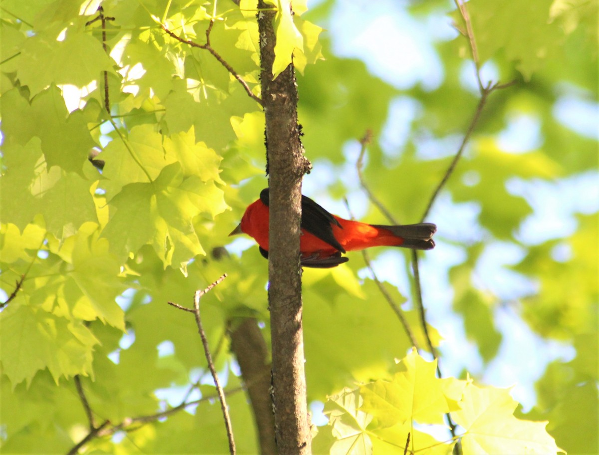 Scarlet Tanager - ML450339321