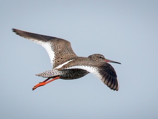 นกเต็มวัยในฤดูผสมพันธุ์ - Ian Davies - ML45034121
