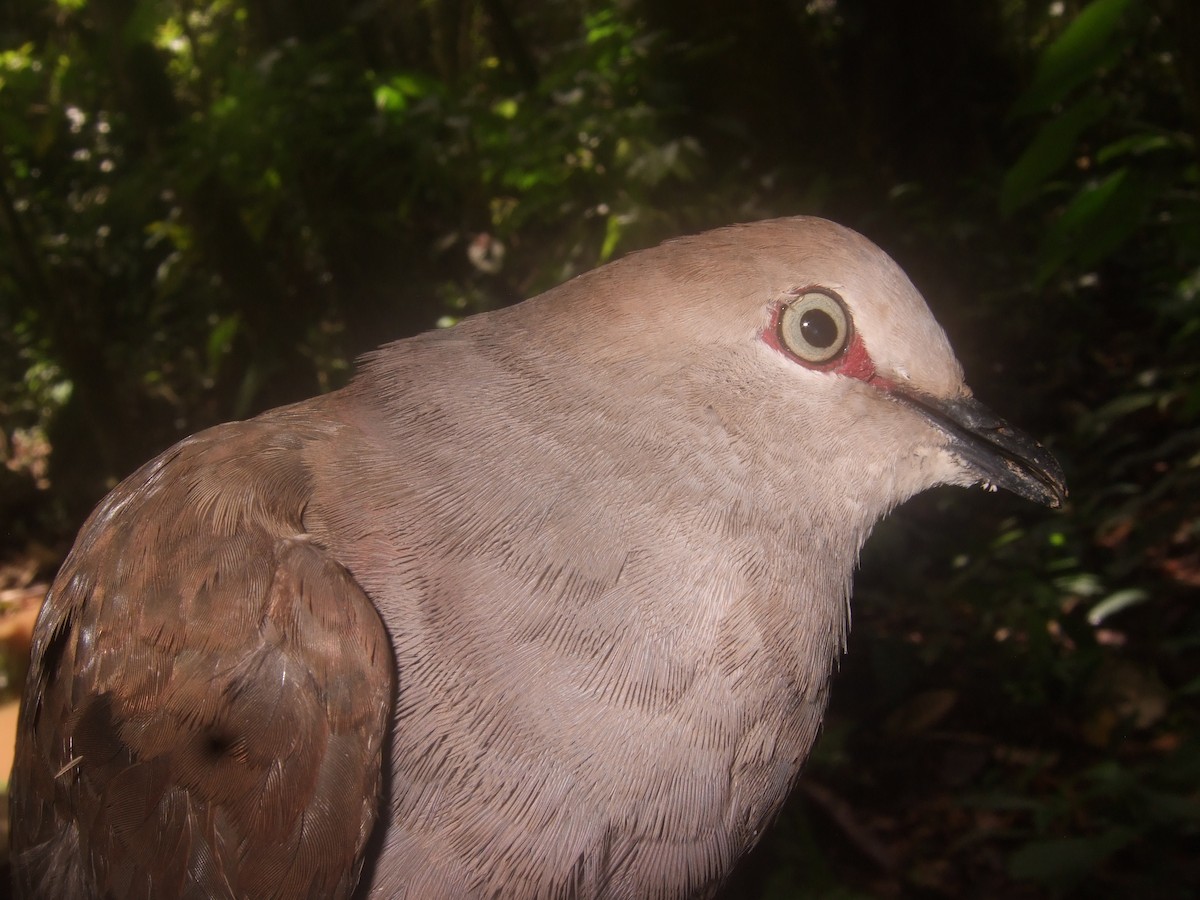 Gray-chested Dove - LUIS DIAZ