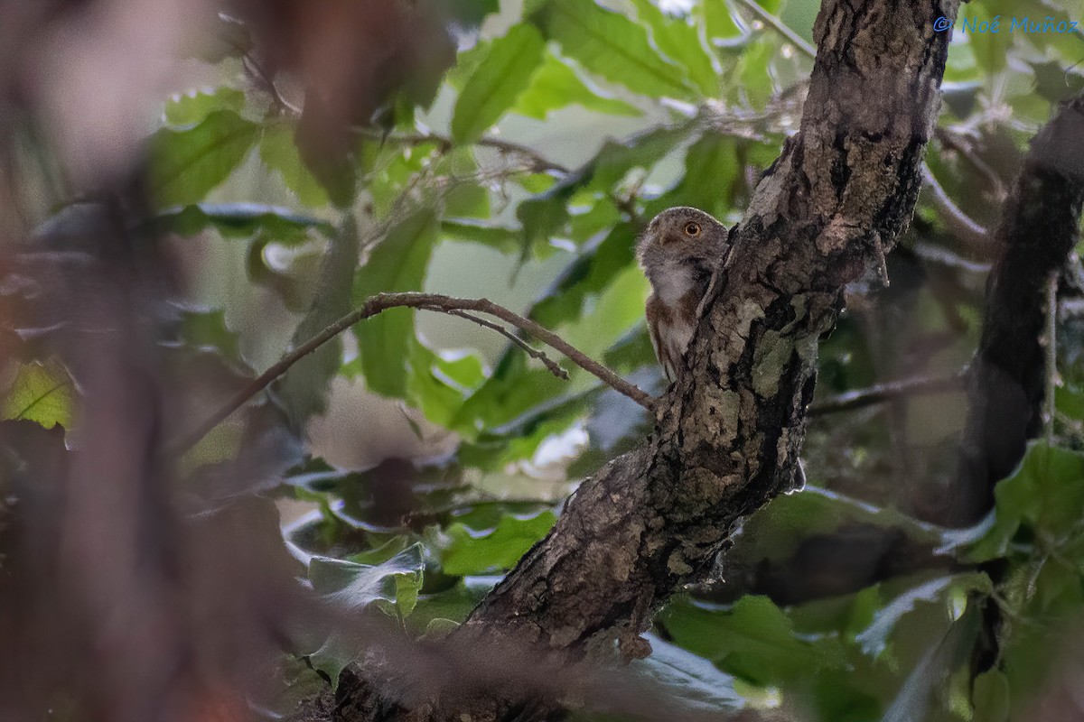 Colima Pygmy-Owl - ML450352471