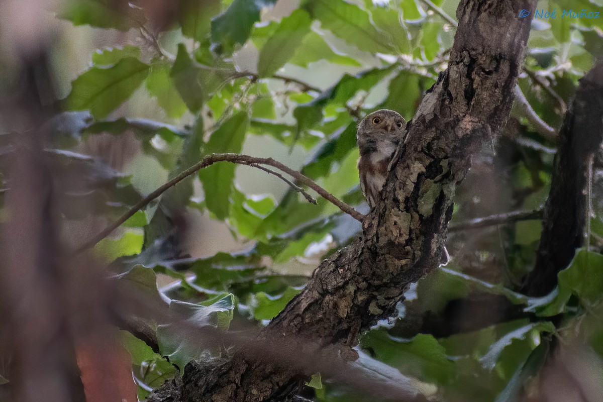 Colima Pygmy-Owl - ML450352511