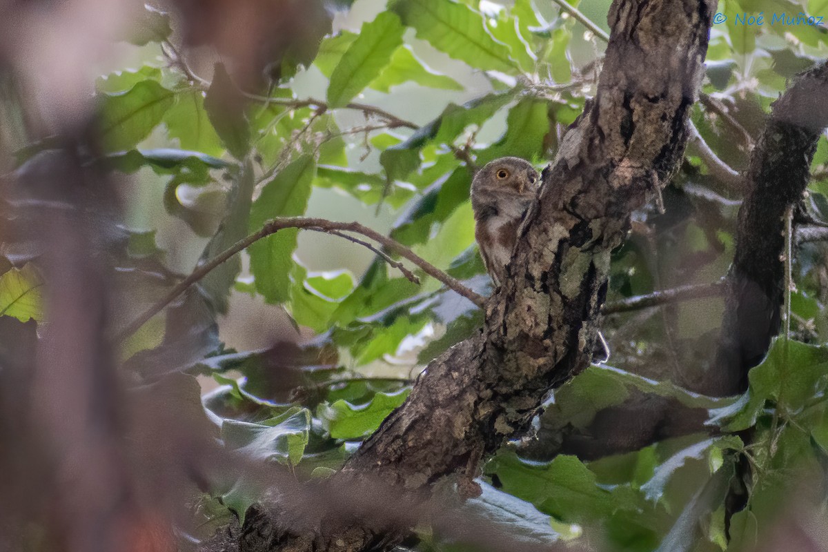 Colima Pygmy-Owl - ML450352551