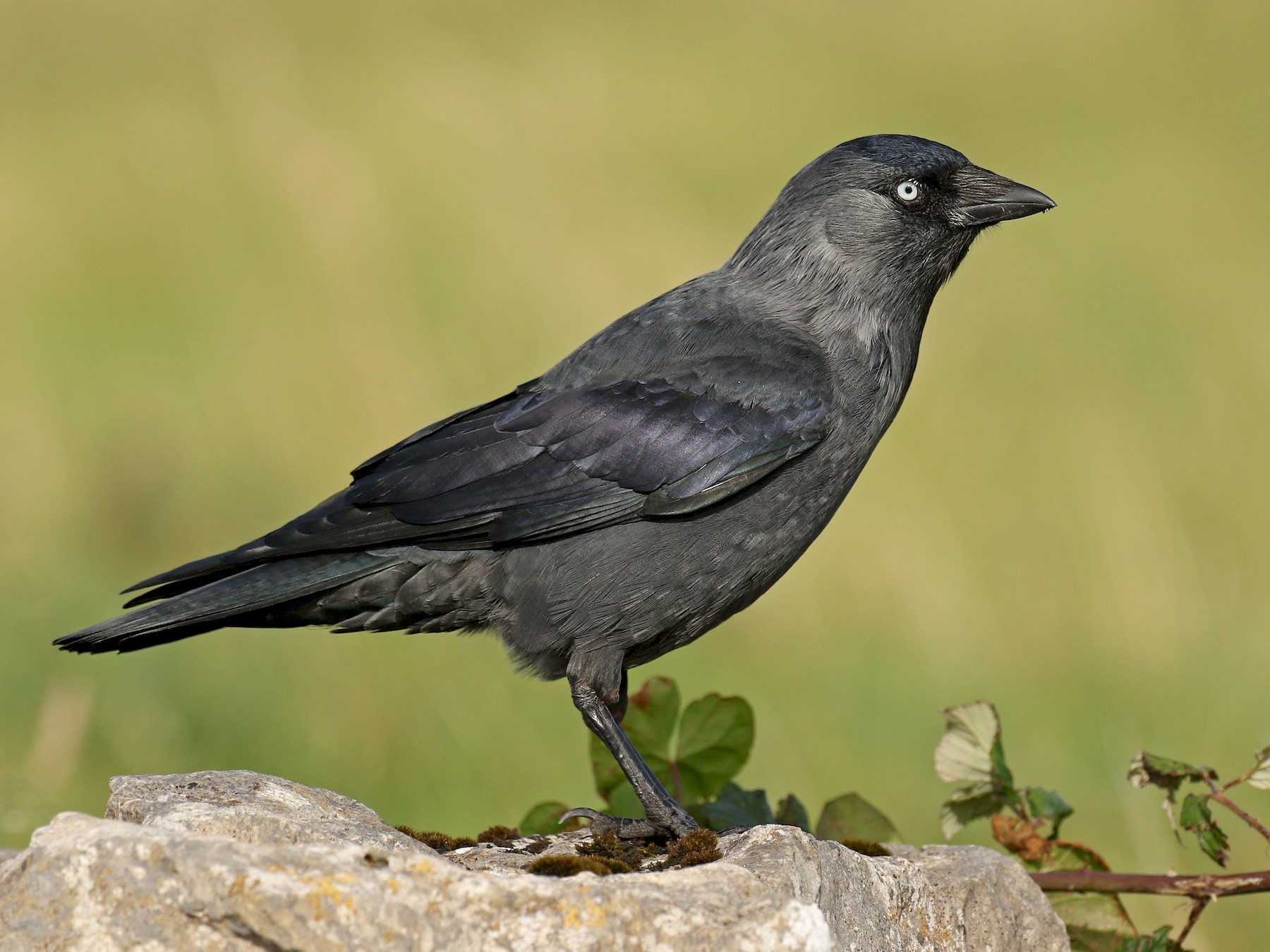 Eurasian Jackdaw - Ryan Schain