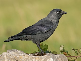  - Eurasian Jackdaw