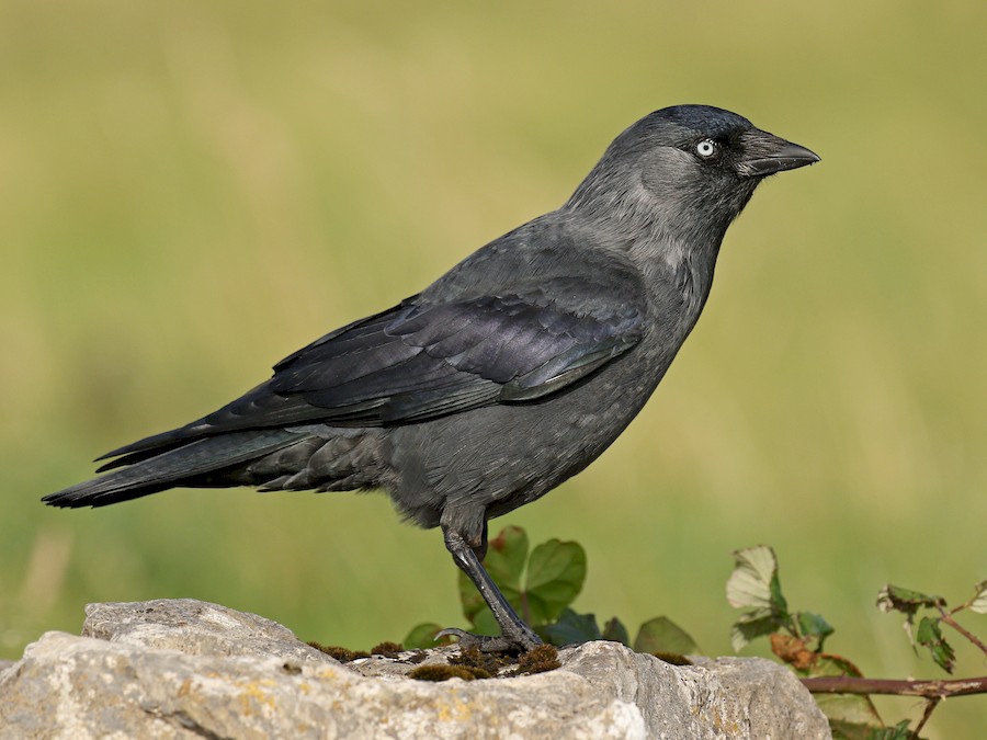 ニシコクマルガラス - eBird