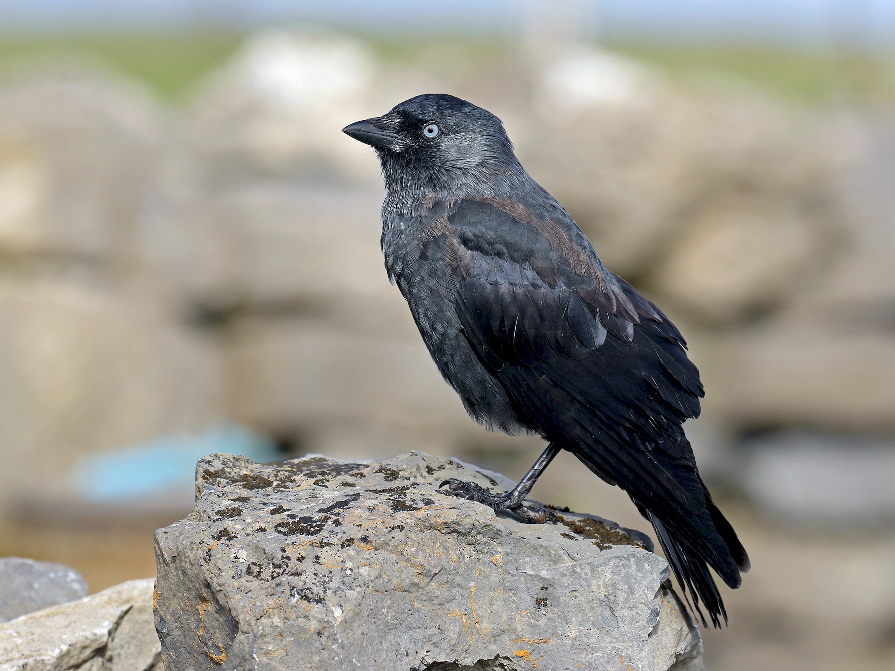 Eurasian Jackdaw - Ryan Schain