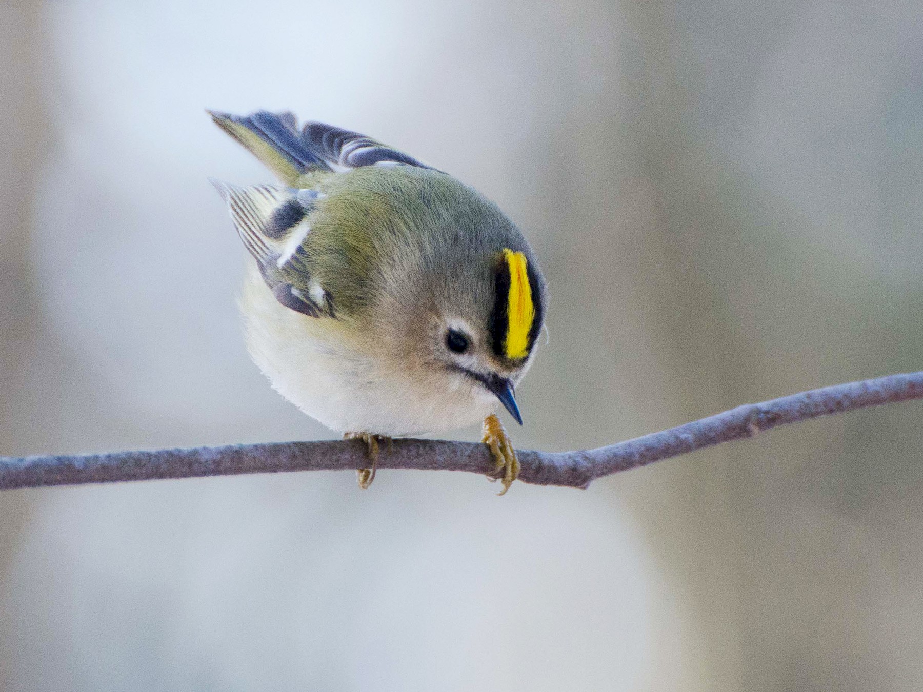 Goldcrest - Nikolaj Mølgaard Thomsen