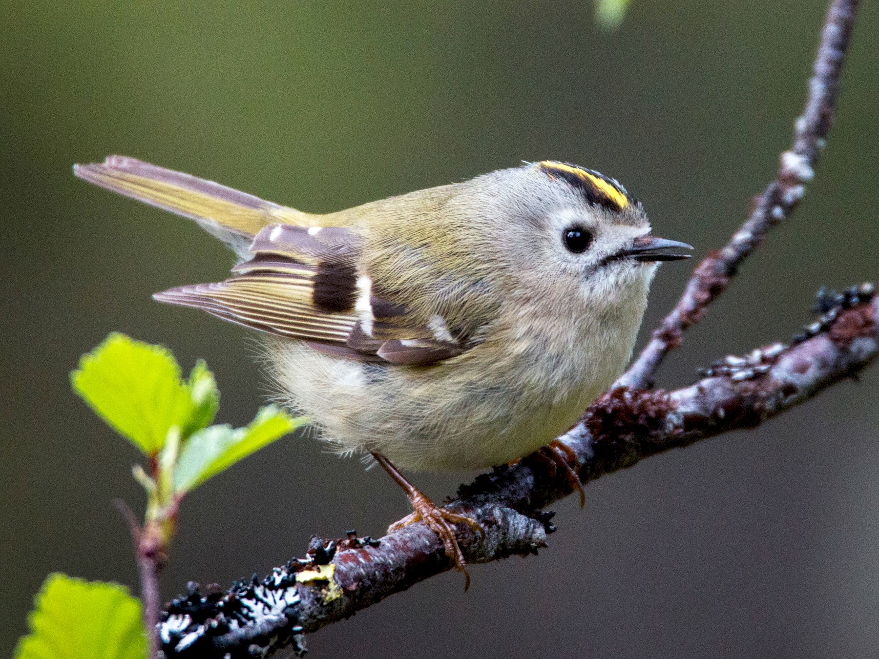 Goldcrest - Ian Davies