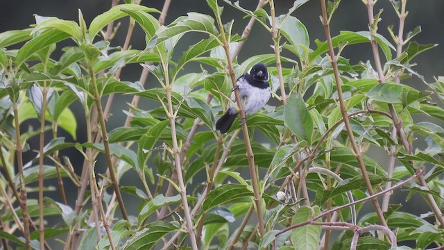 Variable Seedeater (Variable) - ML450357341