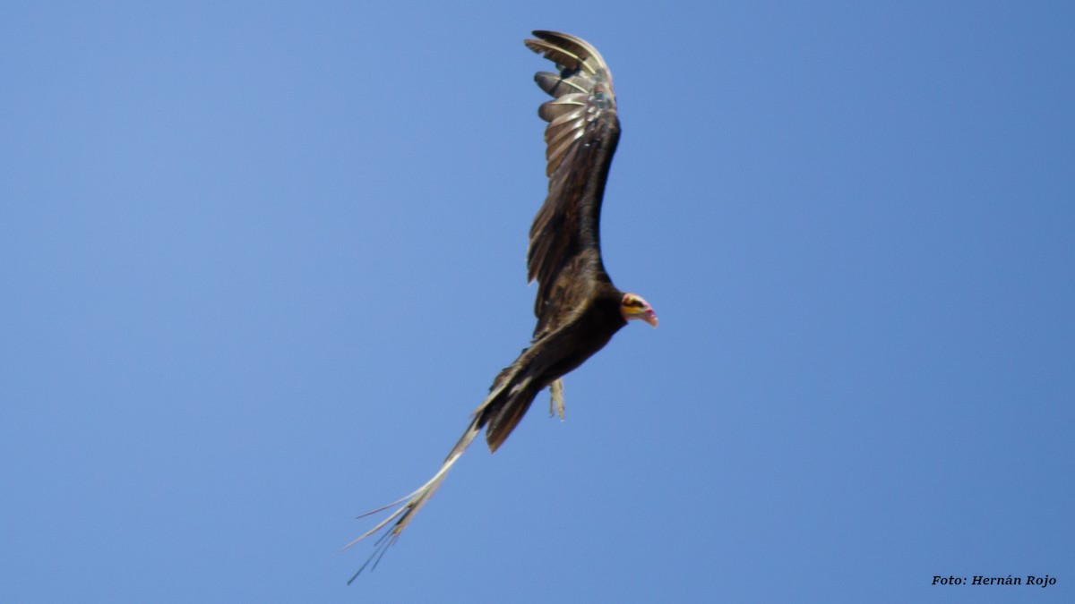 Lesser Yellow-headed Vulture - Hernán Rojo
