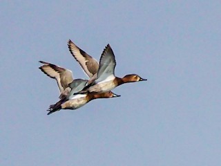  - Common Pochard