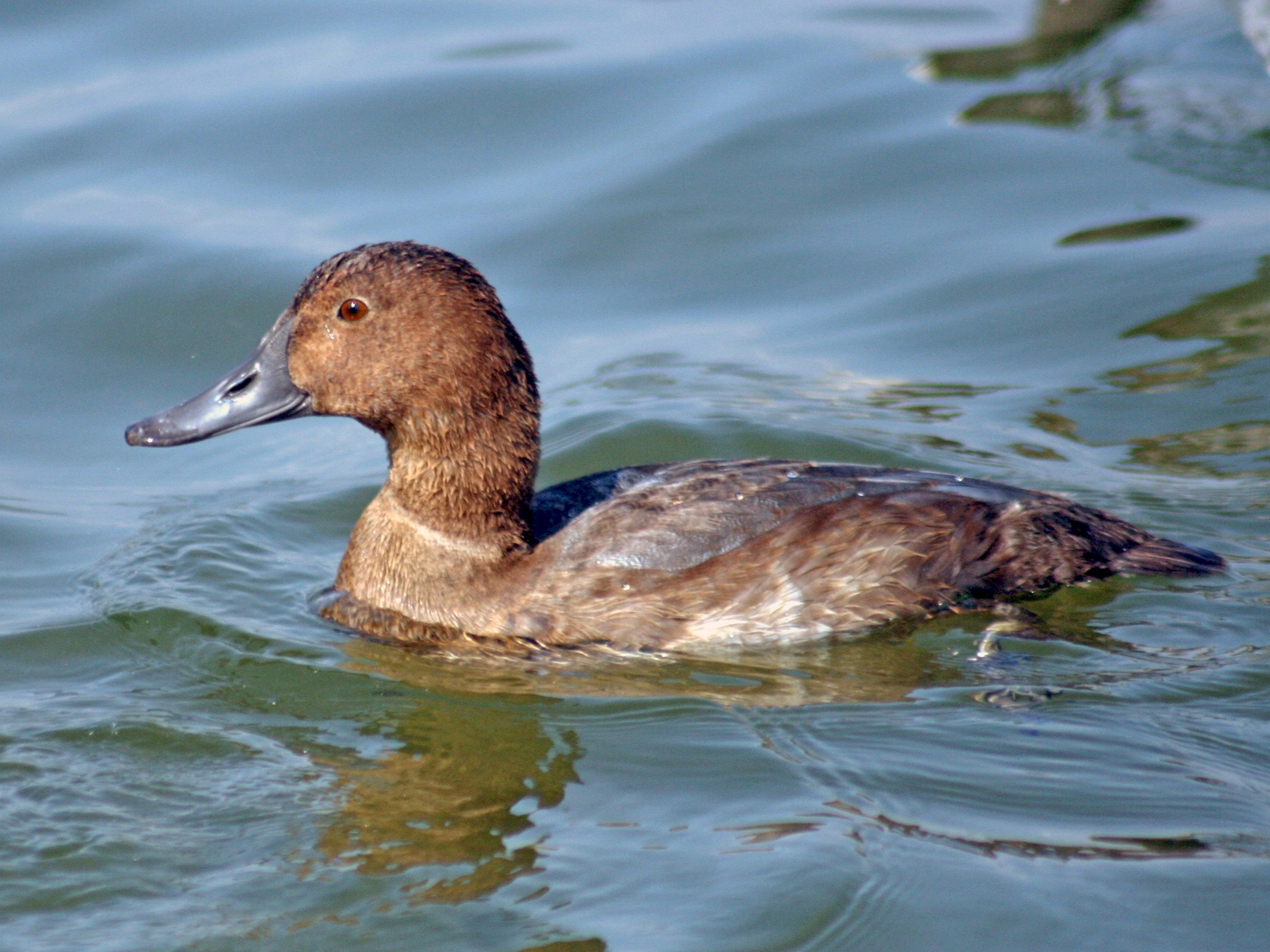 Common Pochard - Martina Nordstrand