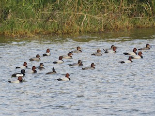 (with Tufted Duck) - 智偉(Chih-Wei) 張(Chang) - ML45036121