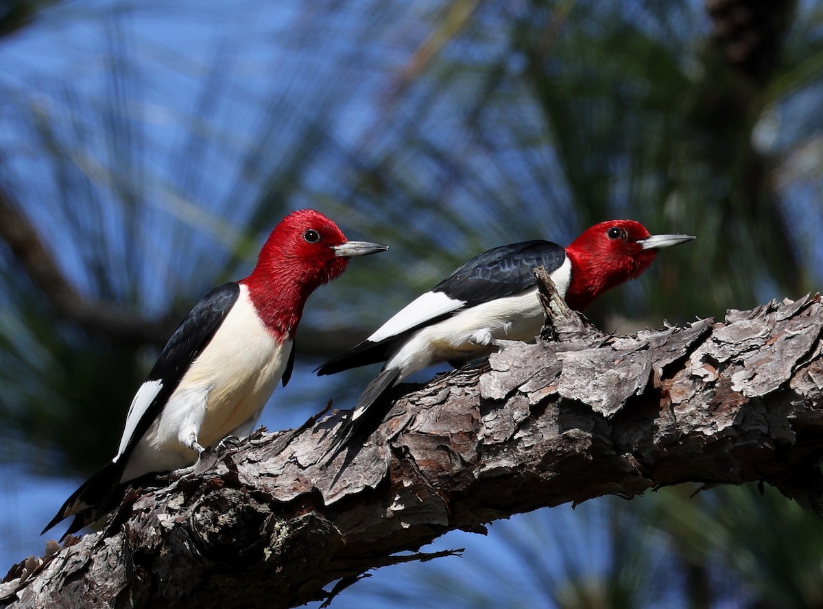 Red-headed Woodpecker - ML450362921