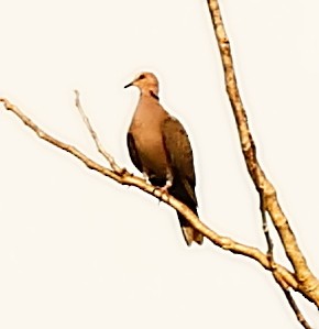 Red-eyed Dove - ML450368331
