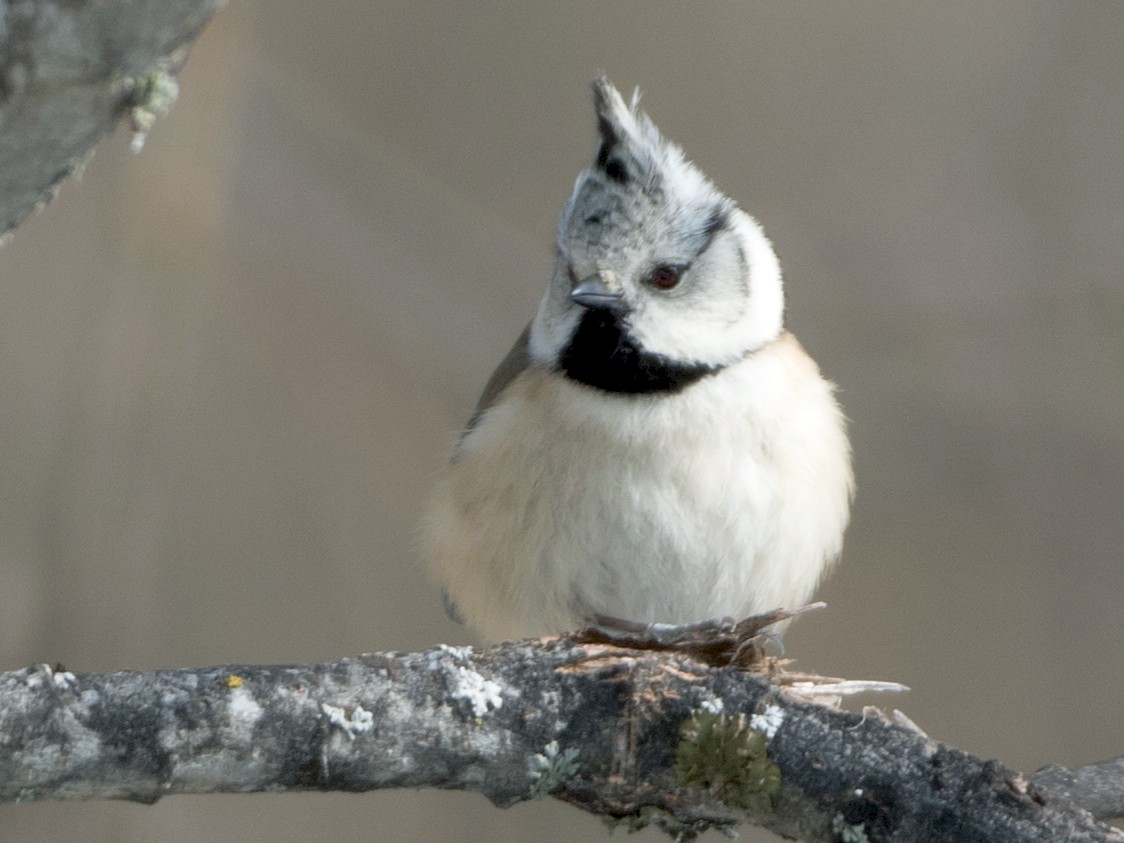 Crested Tit Ebird