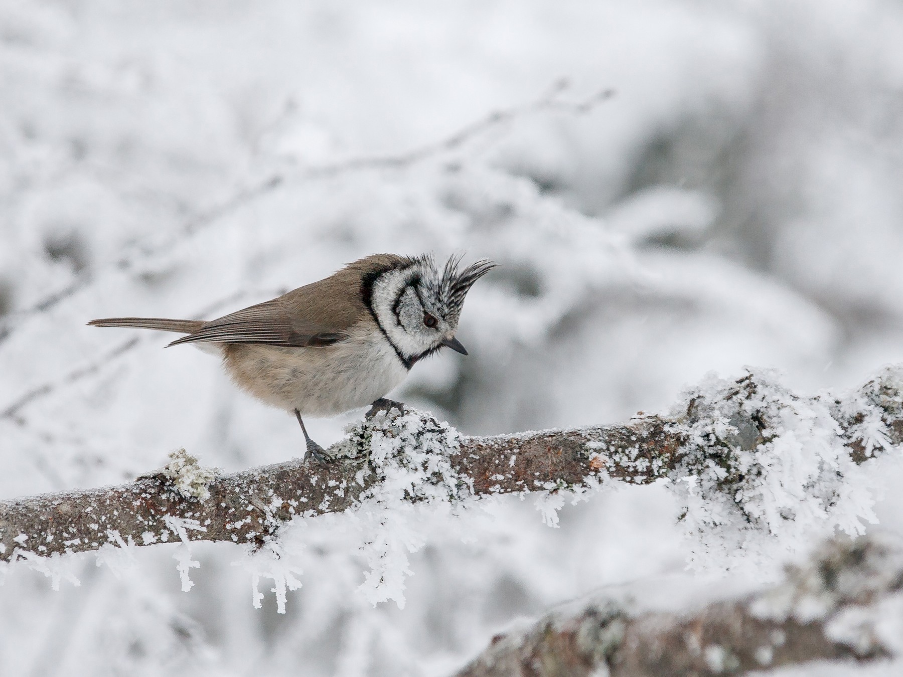 Crested Tit - Anonymous