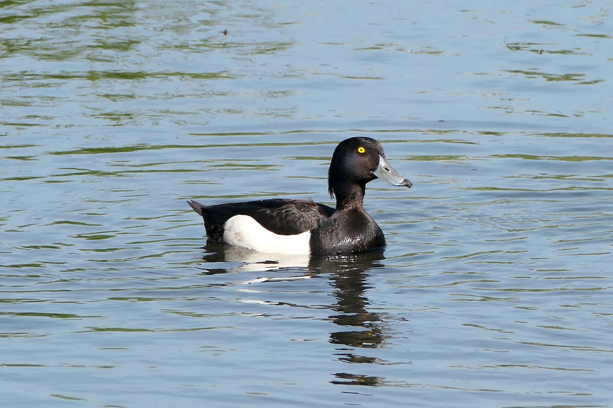 Tufted Duck - Ray Turnbull