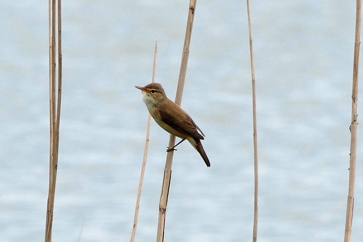 Common Reed Warbler - ML450375091