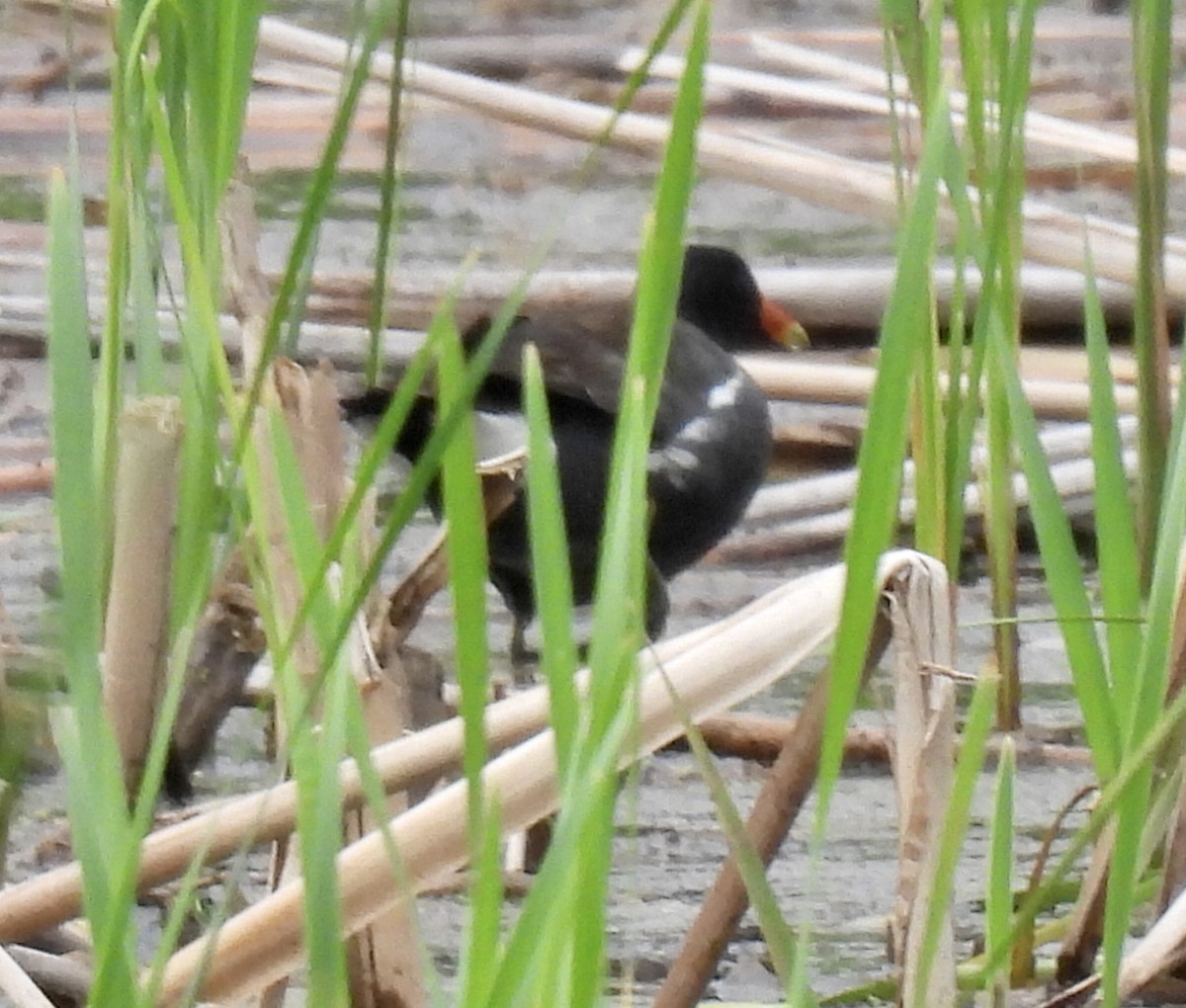 Ml450377701 - Common Gallinule - Macaulay Library