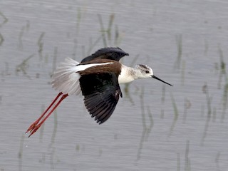 Adult - Suzanne Labbé - ML45038751