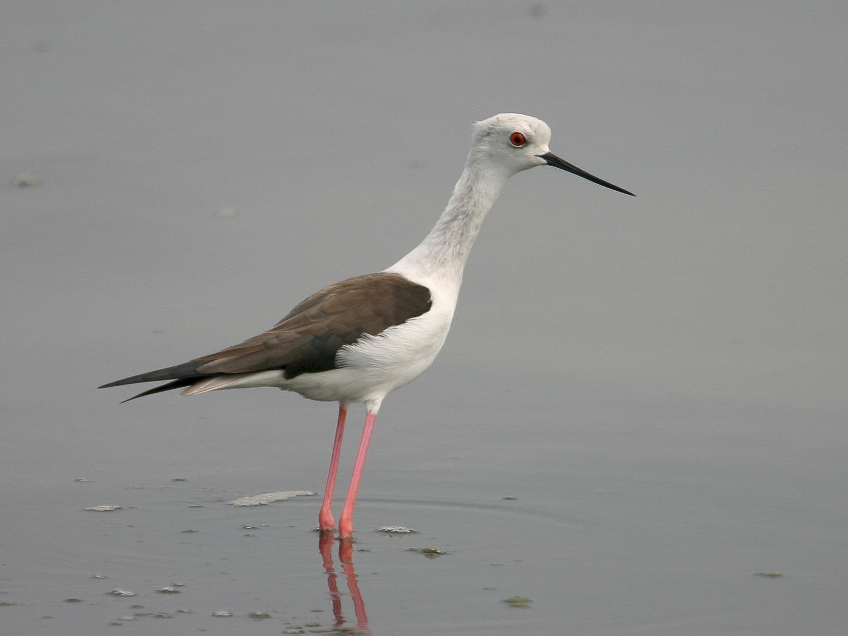 Black-winged Stilt - Chris Wood