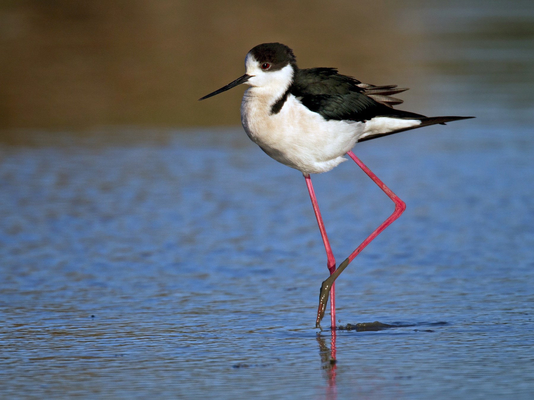 black necked stilts