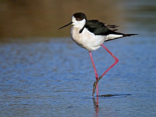 Adult - Ian Davies - ML45038781