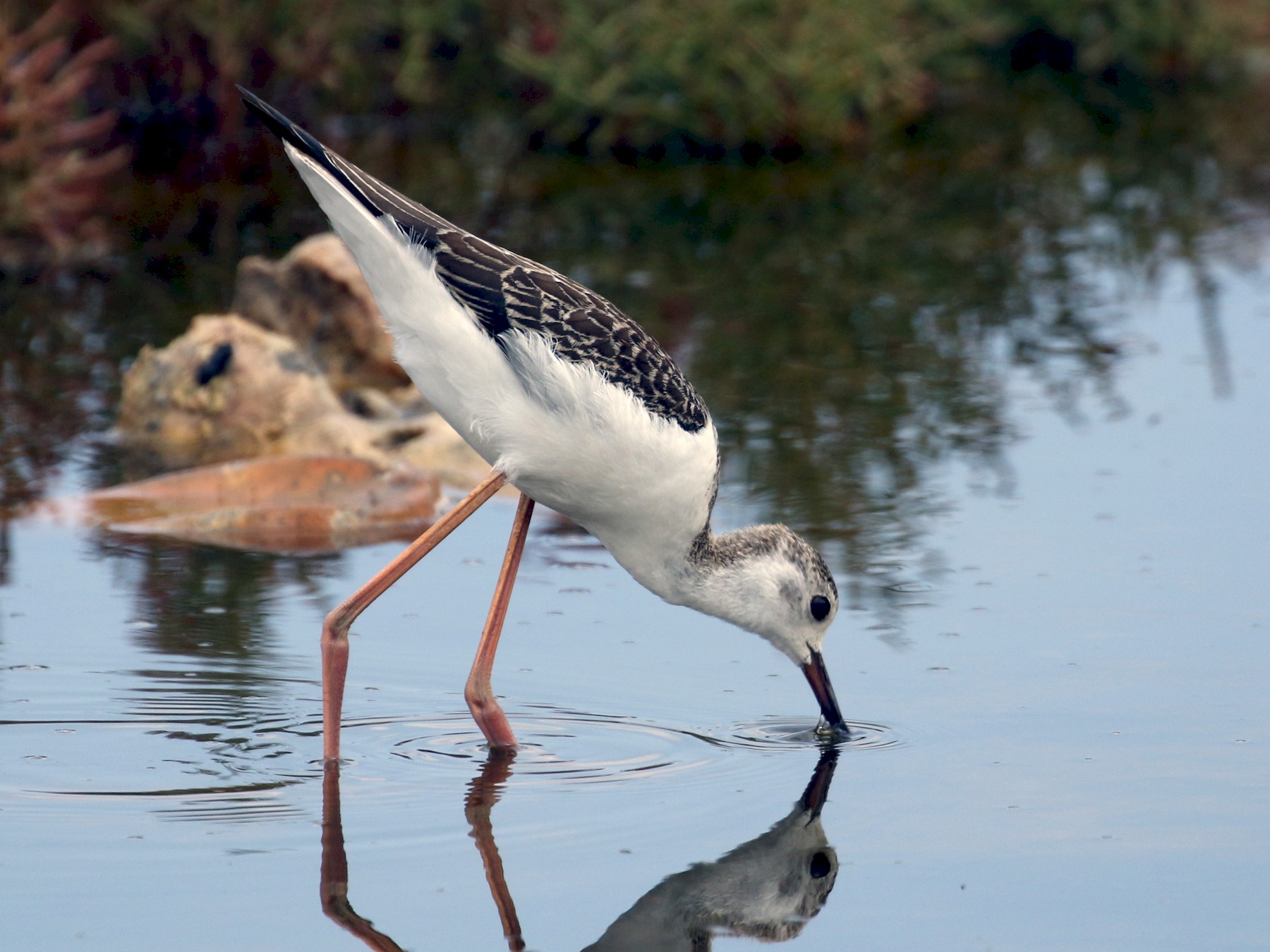 Black-winged Stilt - James Rieman