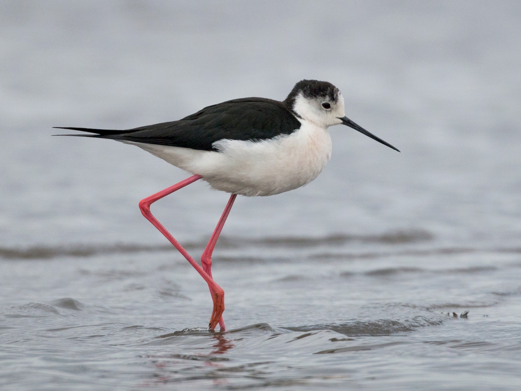 Black Necked Stilts