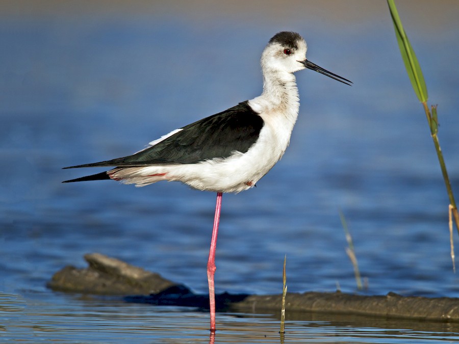 Black Necked Stilts