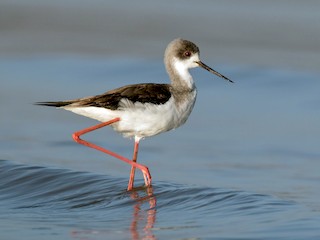 Juvenile - Ian Davies - ML45038821