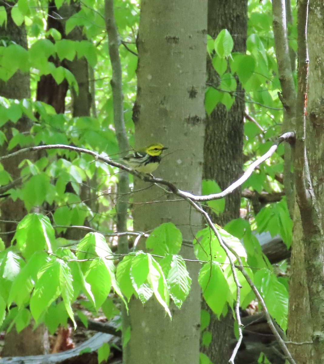 Black-throated Green Warbler - ML450388231