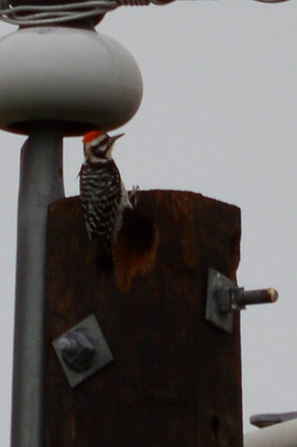 Ladder-backed Woodpecker - ML45038891