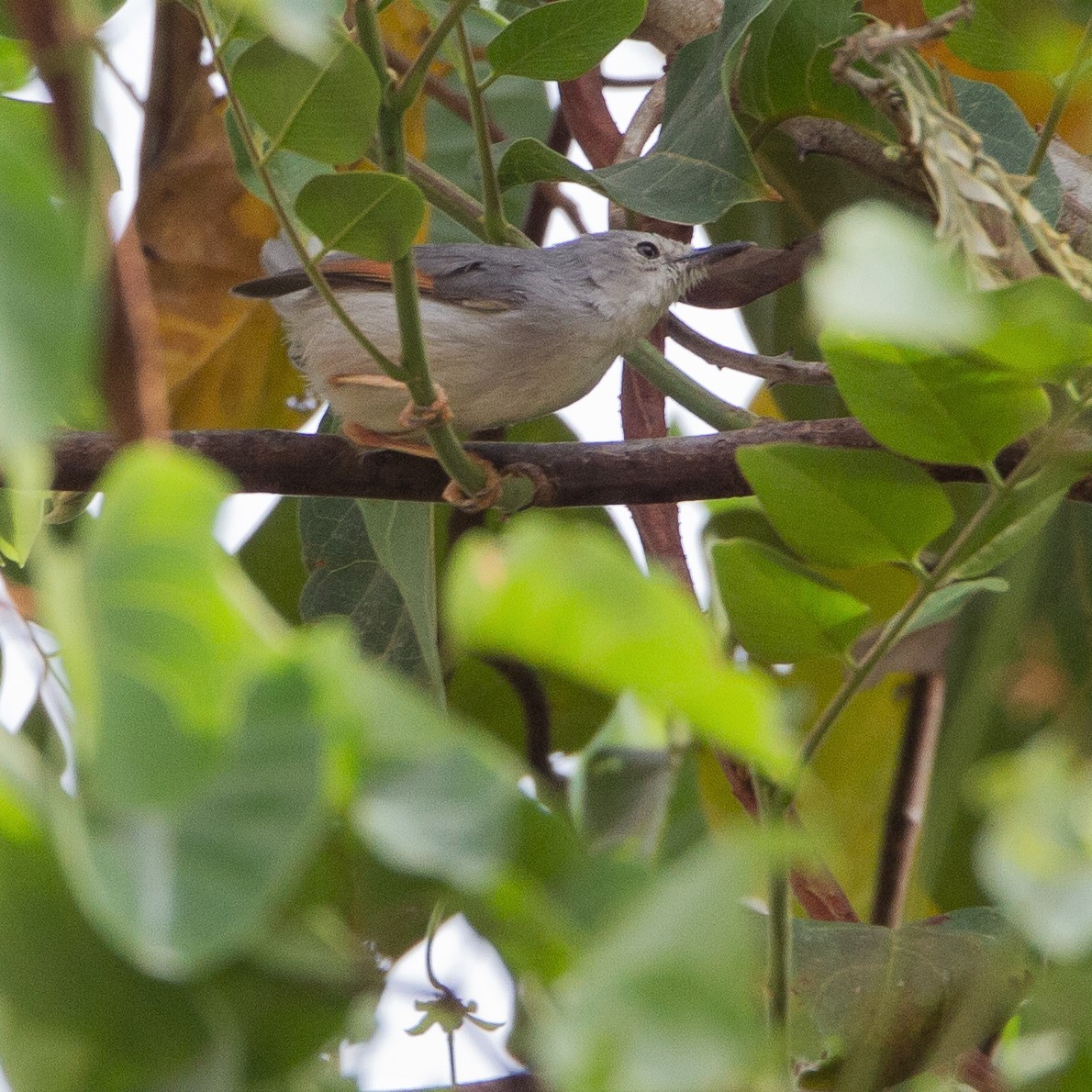 Red-winged Gray Warbler - ML450389251