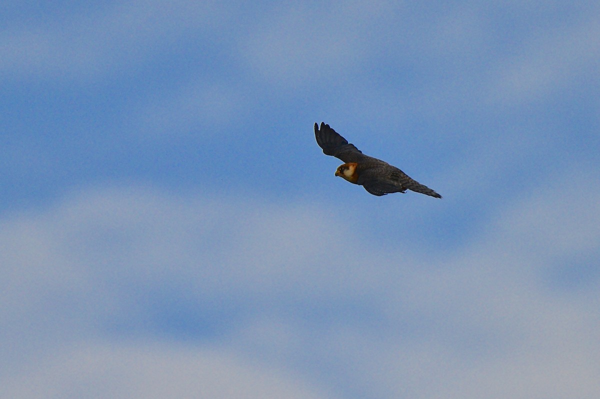 Red-footed Falcon - ML450391491