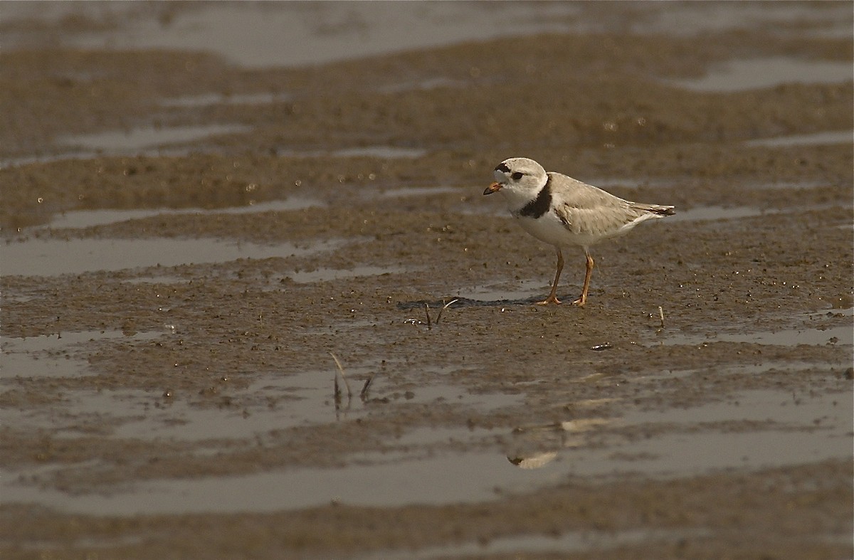 Piping Plover - ML450391681