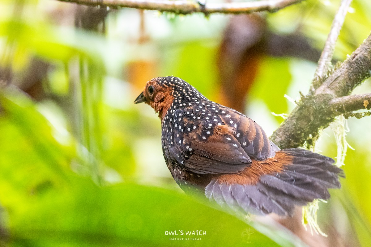 Ocellated Tapaculo - ML450391701