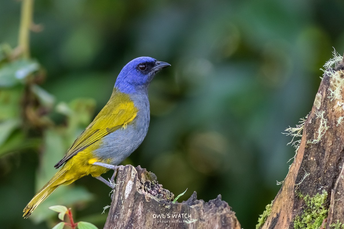 Blue-capped Tanager - ML450392291