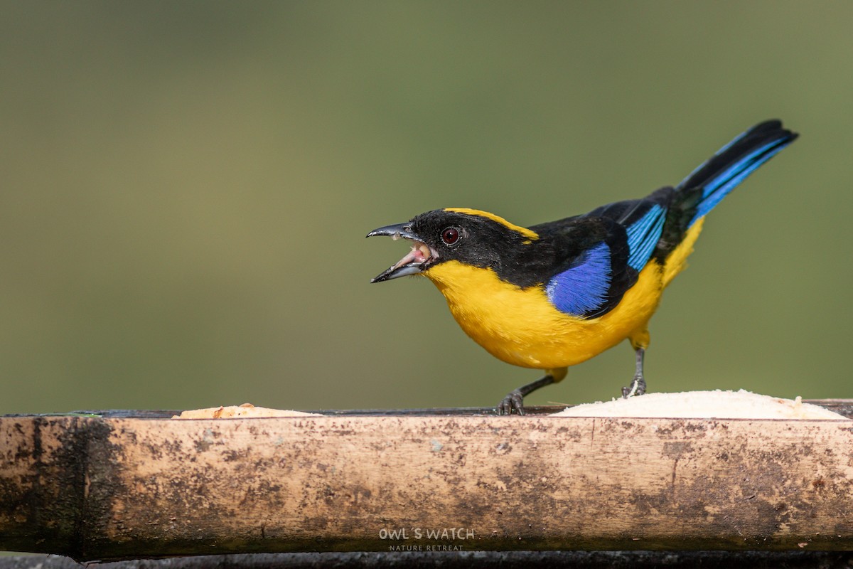Blue-winged Mountain Tanager - ML450392401