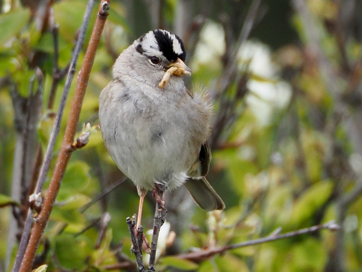 White-crowned Sparrow - ML450395201