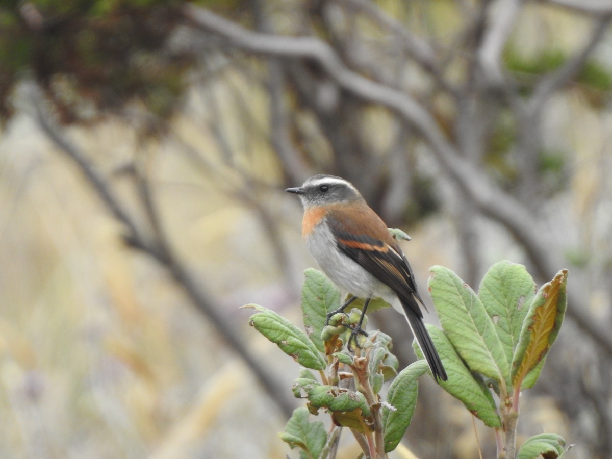 Rufous-breasted Chat-Tyrant - ML450395711