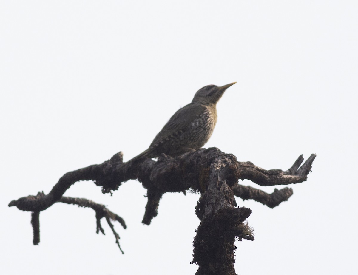Scaly-bellied Woodpecker - ML450396441