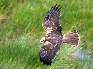 ヨーロッパチュウヒ - eBird