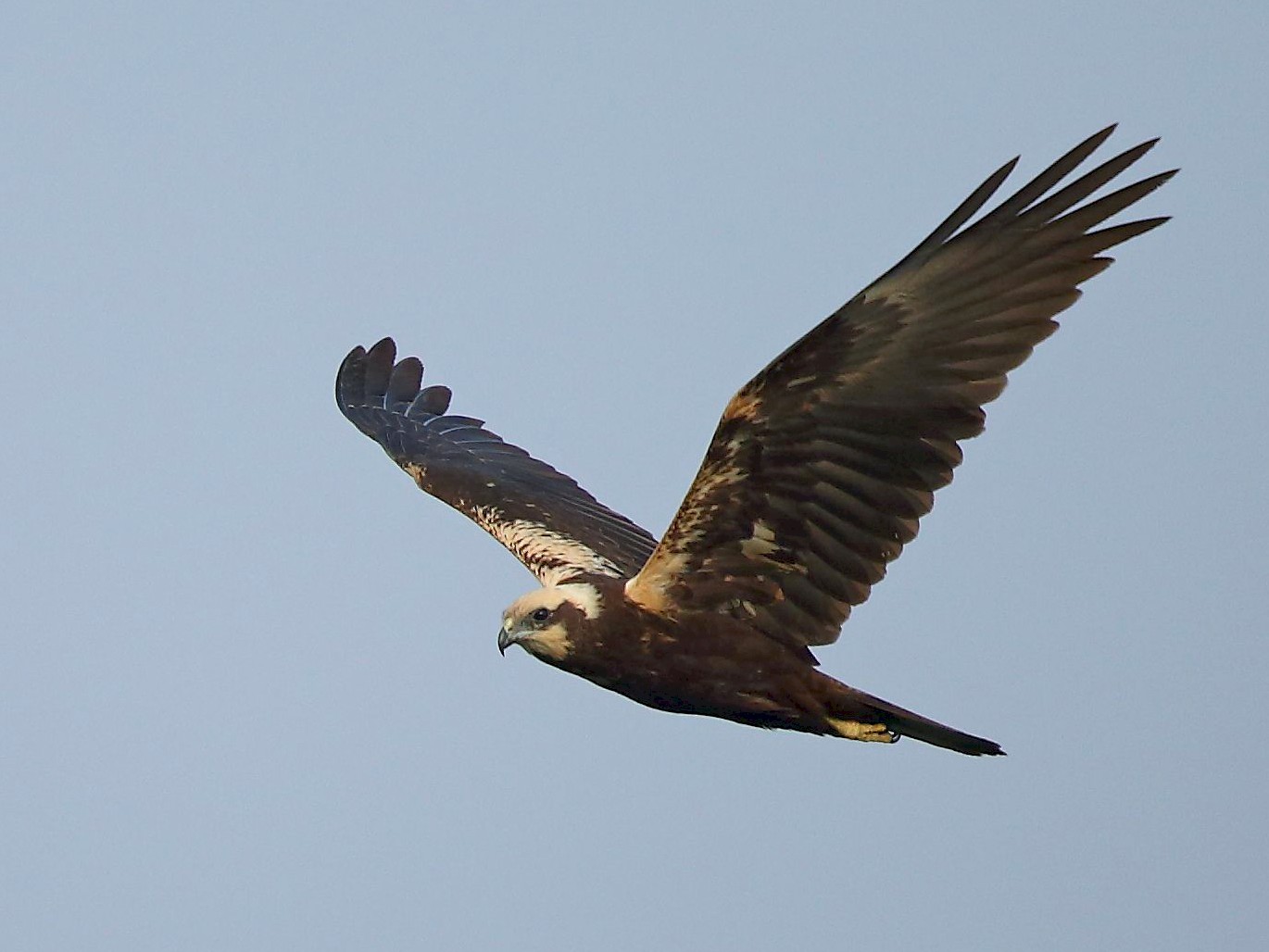 Western Marsh Harrier - Albin Jacob