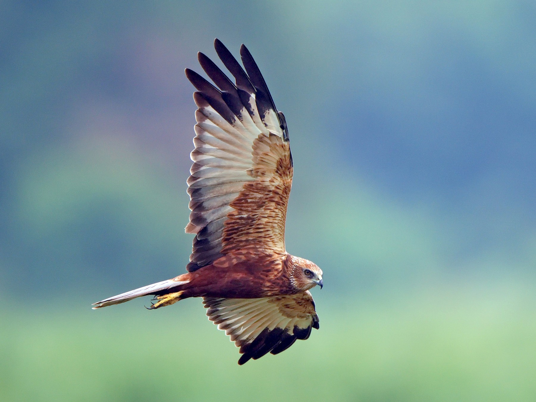 Western Marsh Harrier eBird