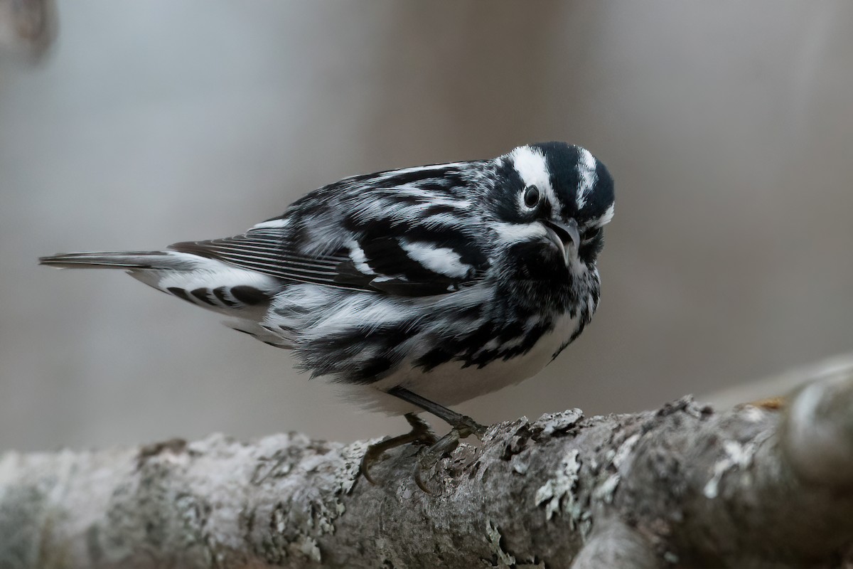 Black-and-white Warbler - ML450402911